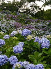 夕闇に咲く一面のあじさい