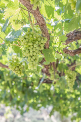 Bunch of grapes on a vine