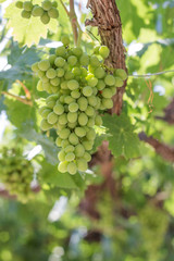 Bunch of grapes on a vine