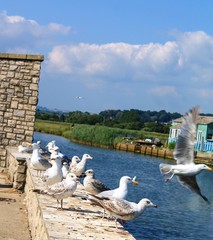 seagulls onlooking