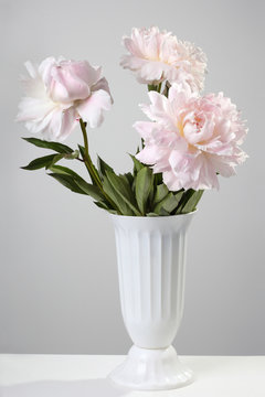 bouquet of pale pink peonies on a gray background