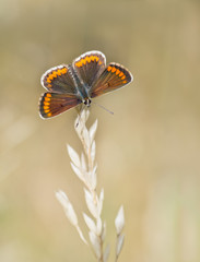 Fototapeta na wymiar Aricia agestis - Brown argus butterfly, macro, on grass stem
