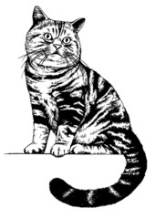 Fototapeta na wymiar Scottish cat drawing