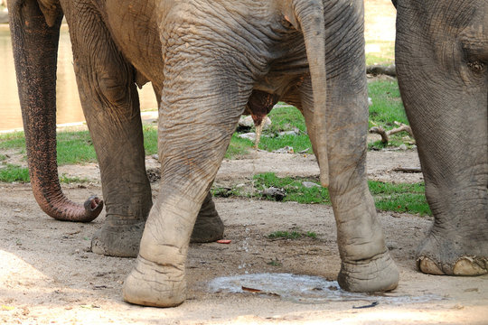 Fototapeta Elephant peeing in public zoo