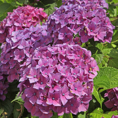 hortensia mauve