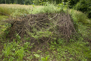 Branches