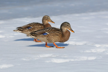 Wild duck female (Anas platyrhynchos) in the winter on snow