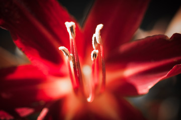 Lilienfeuer © Ingairis