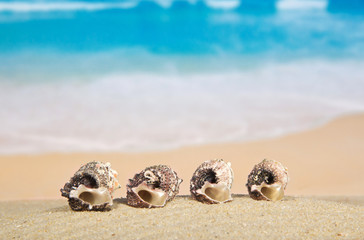 Beautiful sea cockleshells