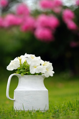 White Petunia Flowers in Pot Outdoors