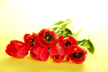 The bright red tulips