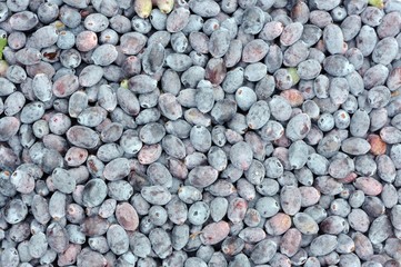Blue Honeyberries Close-Up