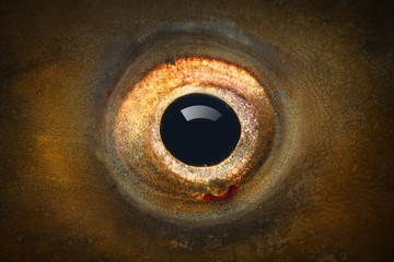 Fish eye (The Common Carp - Cyprinus Carpio) close up.