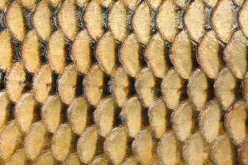 Natural background from fish scales (The Common Carp ). © Kletr