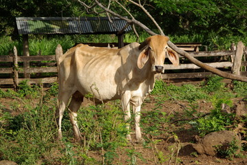Zebu au Nicaragua