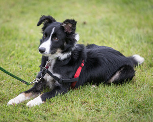 Fototapeta premium Border Collie Pup