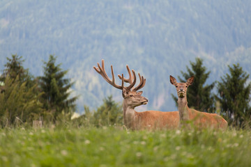 Hirsch © The Photographer