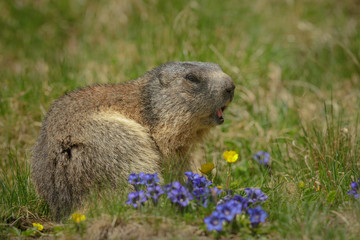 Alipine marmot with summer flowers