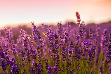 Naklejka premium Pole lawendy w Tihany na Węgrzech