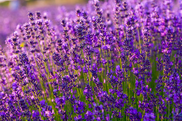 Obraz premium Lavender field in Tihany, Hungary