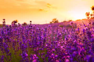 Lavender field in Tihany, Hungary