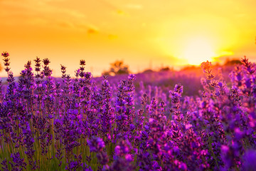 Lavender field in Tihany, Hungary