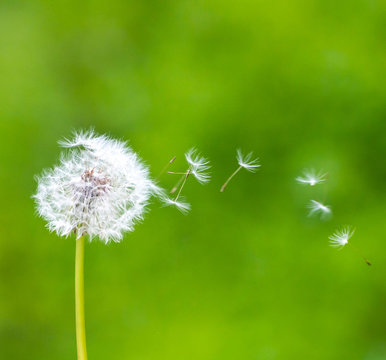 Pusteblume im Wind