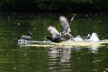 Eurasian Coot, Coot, Fulica atra