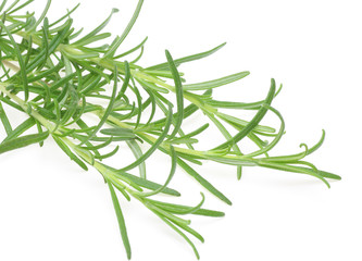 Fototapeta premium ローズマリー