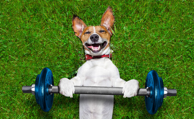 fitness dog