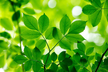 Obrazy na Szkle  zielone liście