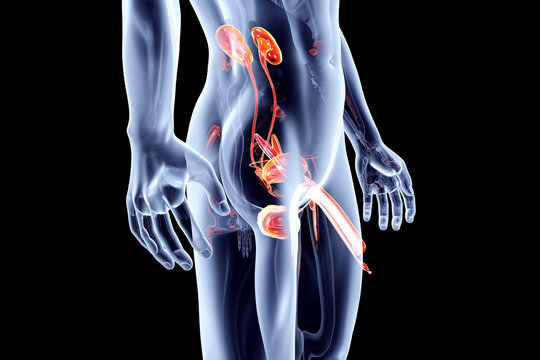 Prostata