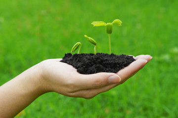 hand holding and caring a young green plant seedling