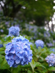 あじさいの咲く季節