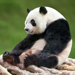 Deurstickers Panda Pandabessen