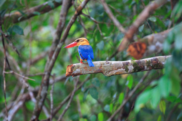 Obraz premium Stork-billed Kingfisher (Halcyon capensis) in Sumatra Island,Ind