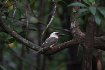 Great-billed Kingfisher(Pelargopsis melanorhyncha) in Indonesia