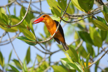 Brown-winged Kingfisher (Pelargopsis amauroptera) in Thailand
