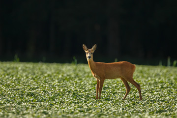 A roe deer on a green field