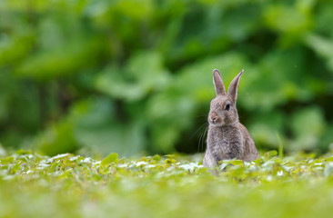 Rabbit on green grass