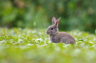 Naklejka na ściany i meble Rabbit in green grass