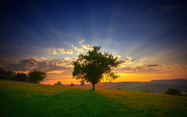 Arbre isolé recouvert par le soleil
