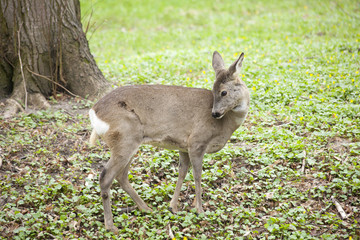 roe in a forest