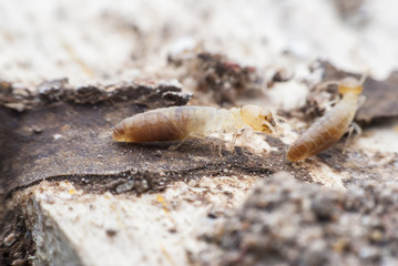 termites or white ants