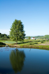 Fototapeta premium 池の畔に立つ一本の