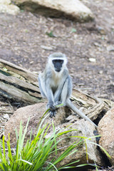 Obraz premium African Vervet Monkey resting and watching