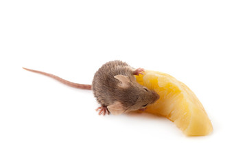 Mouse and cheese