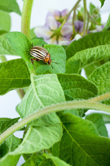 Colorado potato beetle