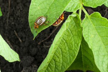 Colorado potato beetle