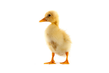 The yellow small duckling